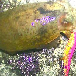 焼津港は太刀魚！カマスも好調